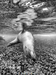 California sea lion gives a curtsey, Sealife Micro3 by Arun Madisetti 